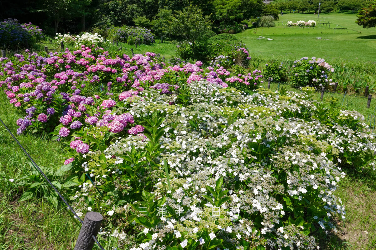 県立観音崎公園-花の広場・あじさい花壇全景(撮影日:2025.06.19)