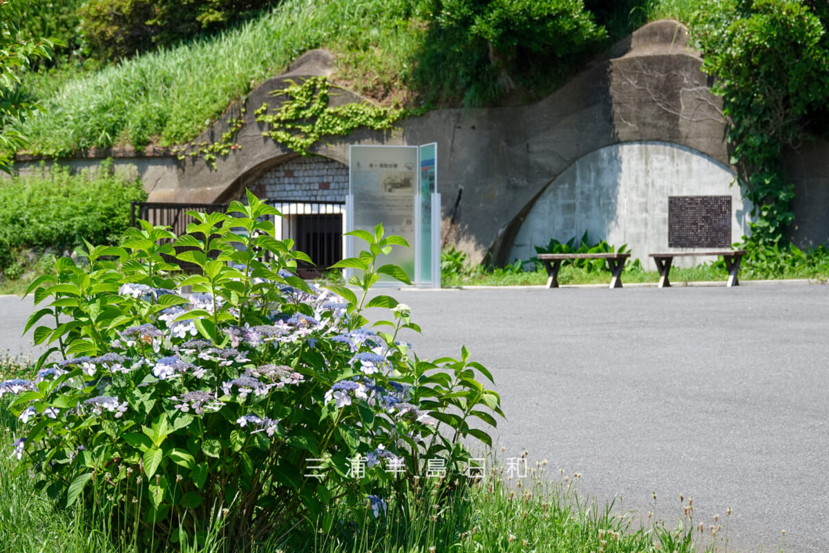 平和中央公園・米ヶ濱砲台跡前のガクアジサイ（撮影日：2025.06.19）