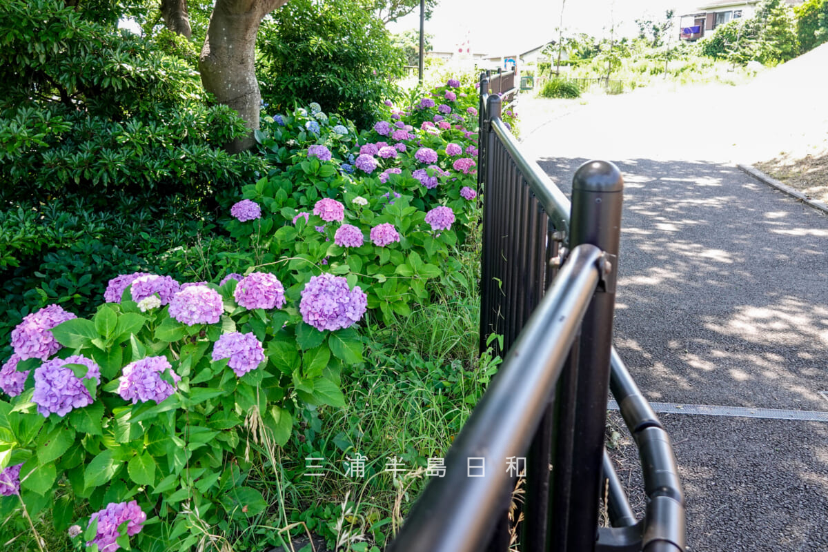平和中央公園・遊具広場近くのあじさい（撮影日：2025.06.19）