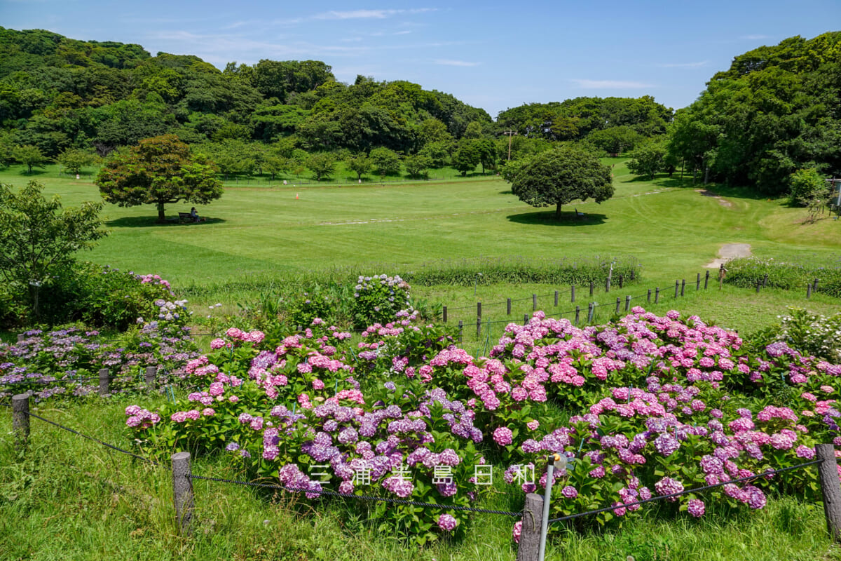 県立観音崎公園-花の広場・あじさいと芝生広場（撮影日：2025.06.19）