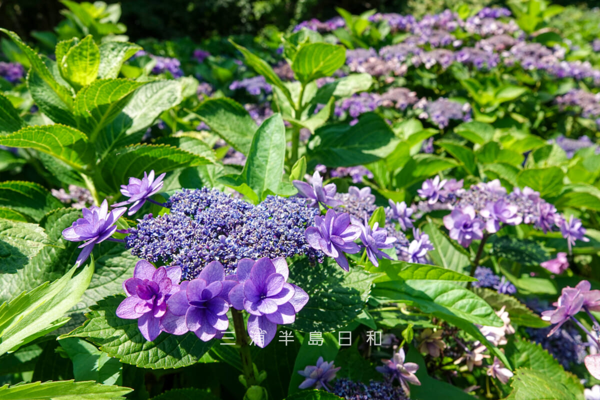 県立観音崎公園-花の広場・観音崎公園オリジナルのアジサイ「汐音」(紫系)(撮影日:2025.06.19)