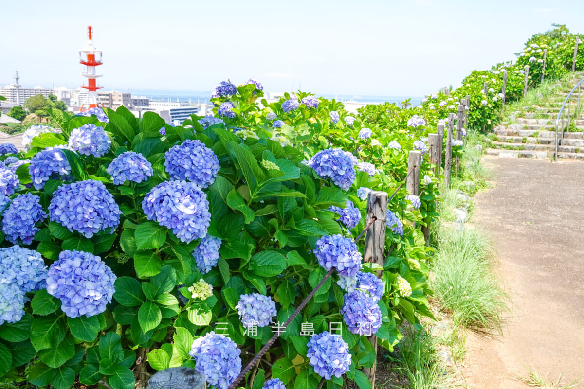 平和中央公園・展望広場横の園路沿いに咲くあじさい(撮影日:2025.06.19)