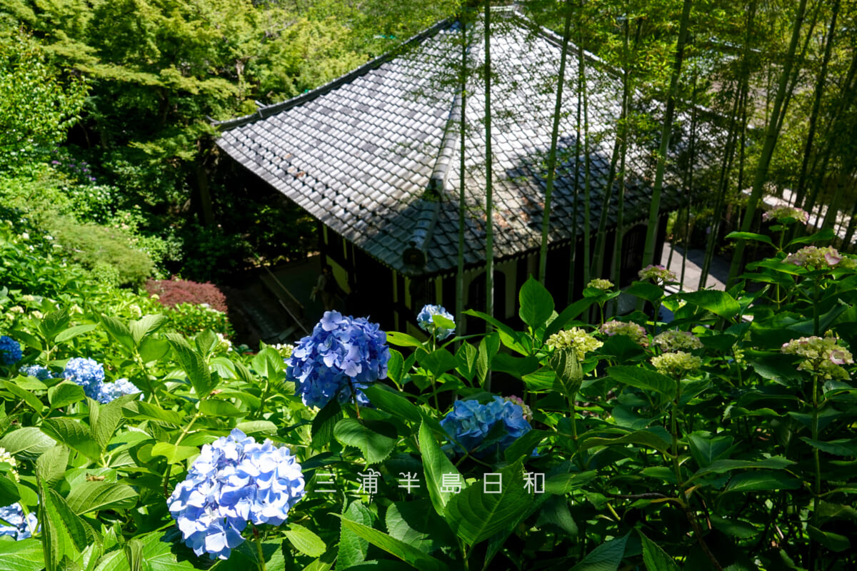 長谷寺・経蔵とあじさい(撮影日:2025.06.05)