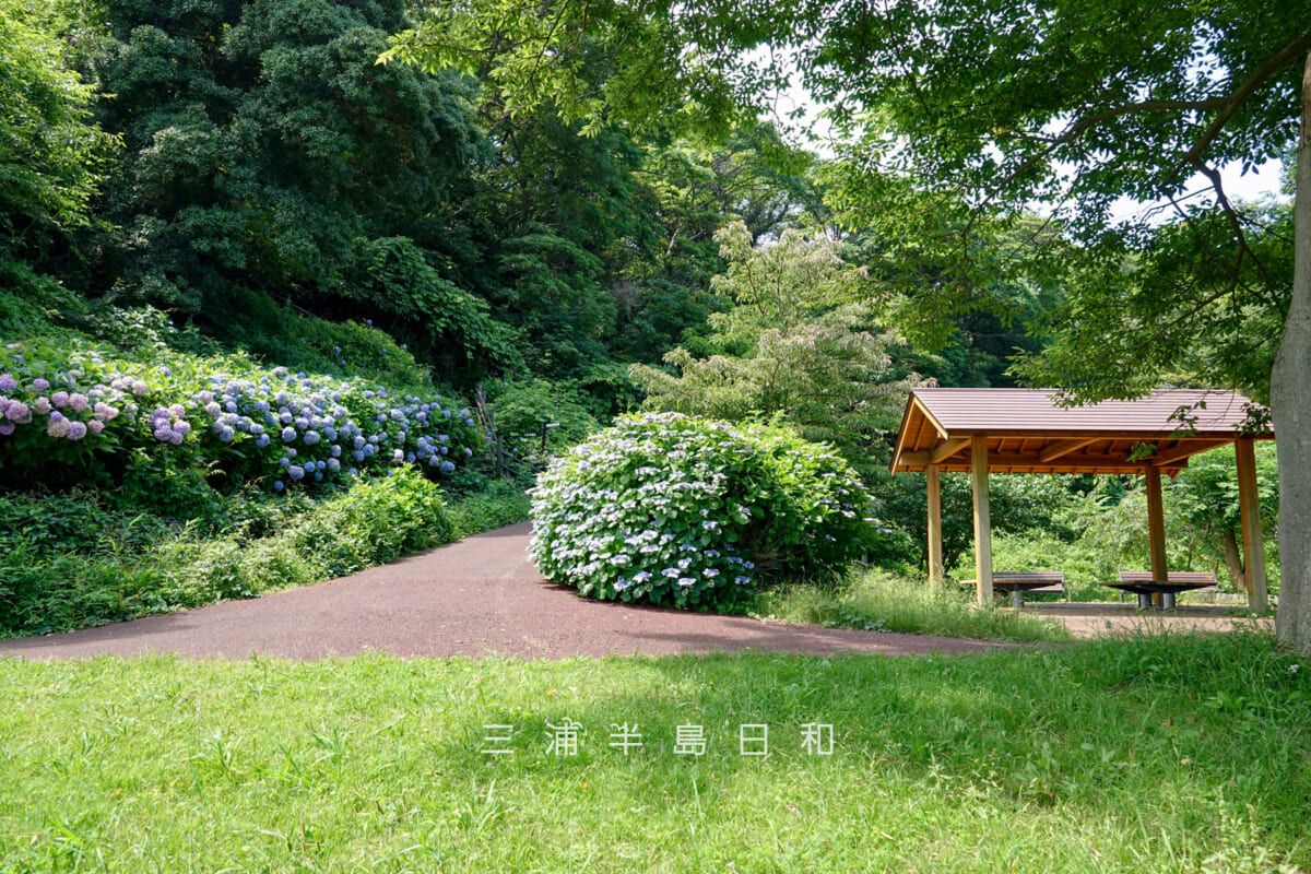 県立観音崎公園-三軒家園地・あじさい(撮影日:2025.06.19)
