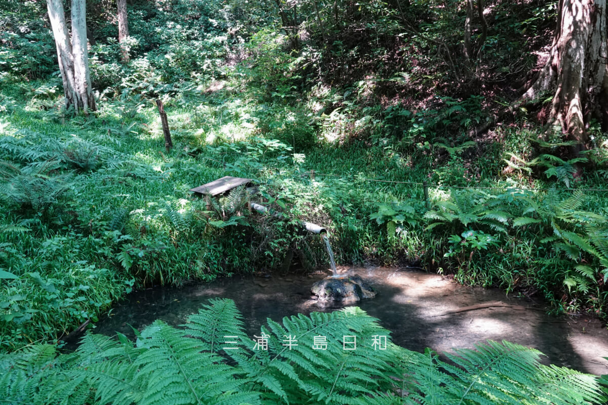 光の丘水辺公園・最奥の池最奥の地下ダムによる地下水系の出口（撮影日：2025.06.27）