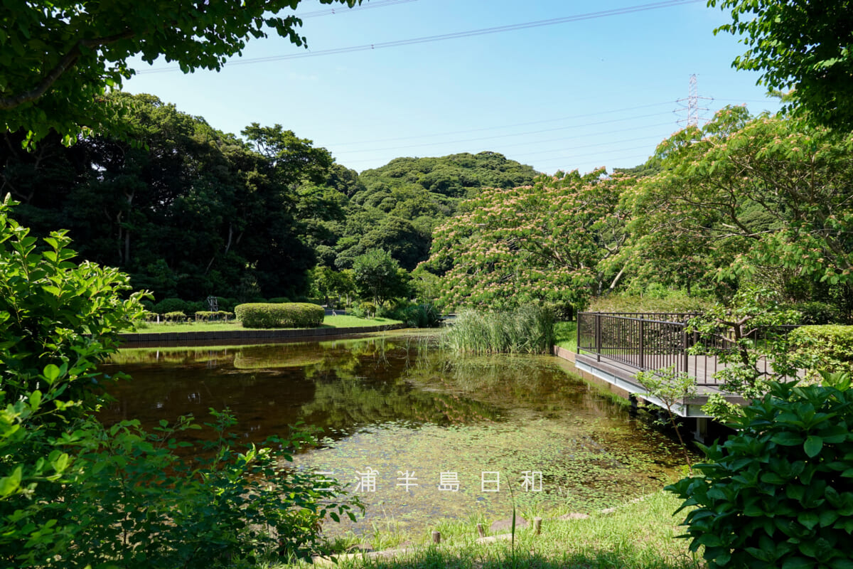光の丘水辺公園・四季の池を南側より望む（撮影日：2025.06.27）