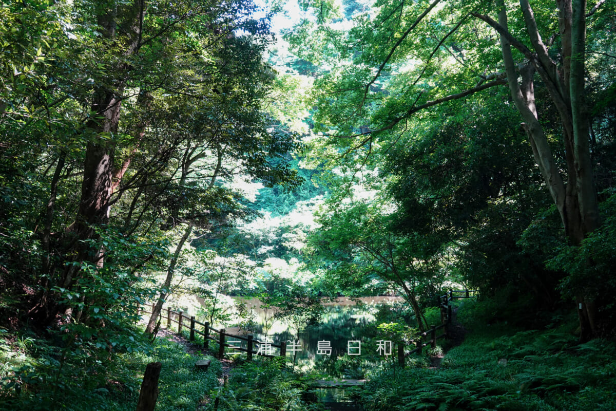 光の丘水辺公園・最奥の池を谷戸の最奥より望む（撮影日：2025.06.27）