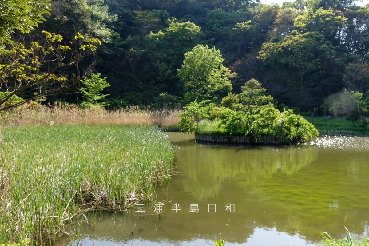 光の丘水辺公園・野鳥の池をゲート付近より望む（撮影日：2015.04.26）