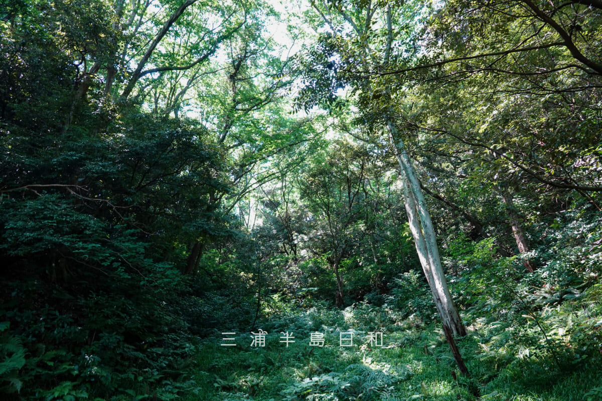 光の丘水辺公園・最奥の池の谷戸の最奥（撮影日：2025.06.27）