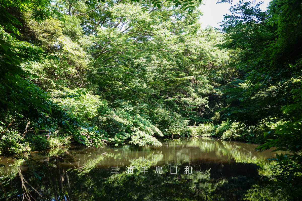 光の丘水辺公園・最奥の池全景（撮影日：2025.06.27）