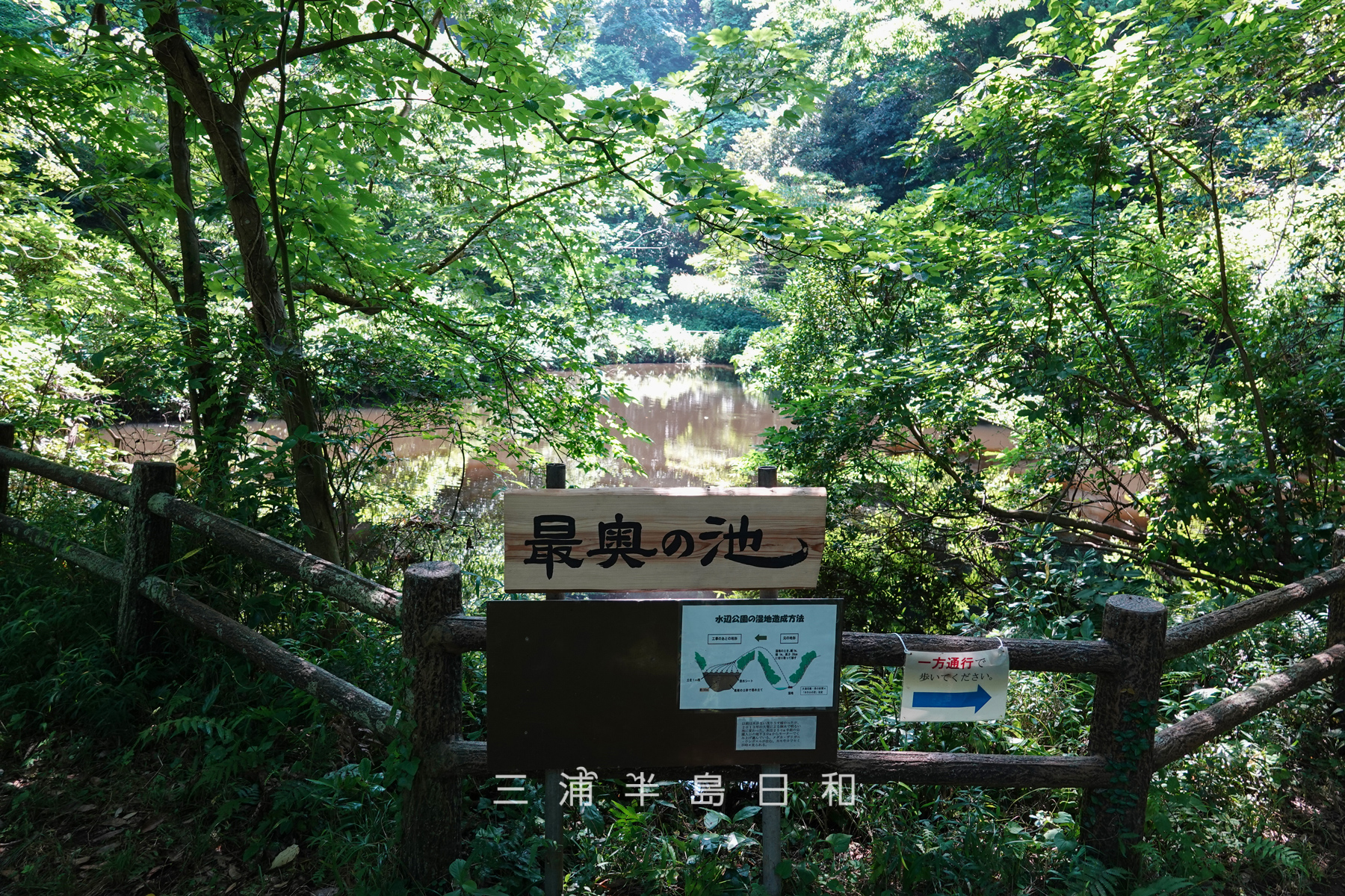 光の丘水辺公園・最奥の池（撮影日：2025.06.27）