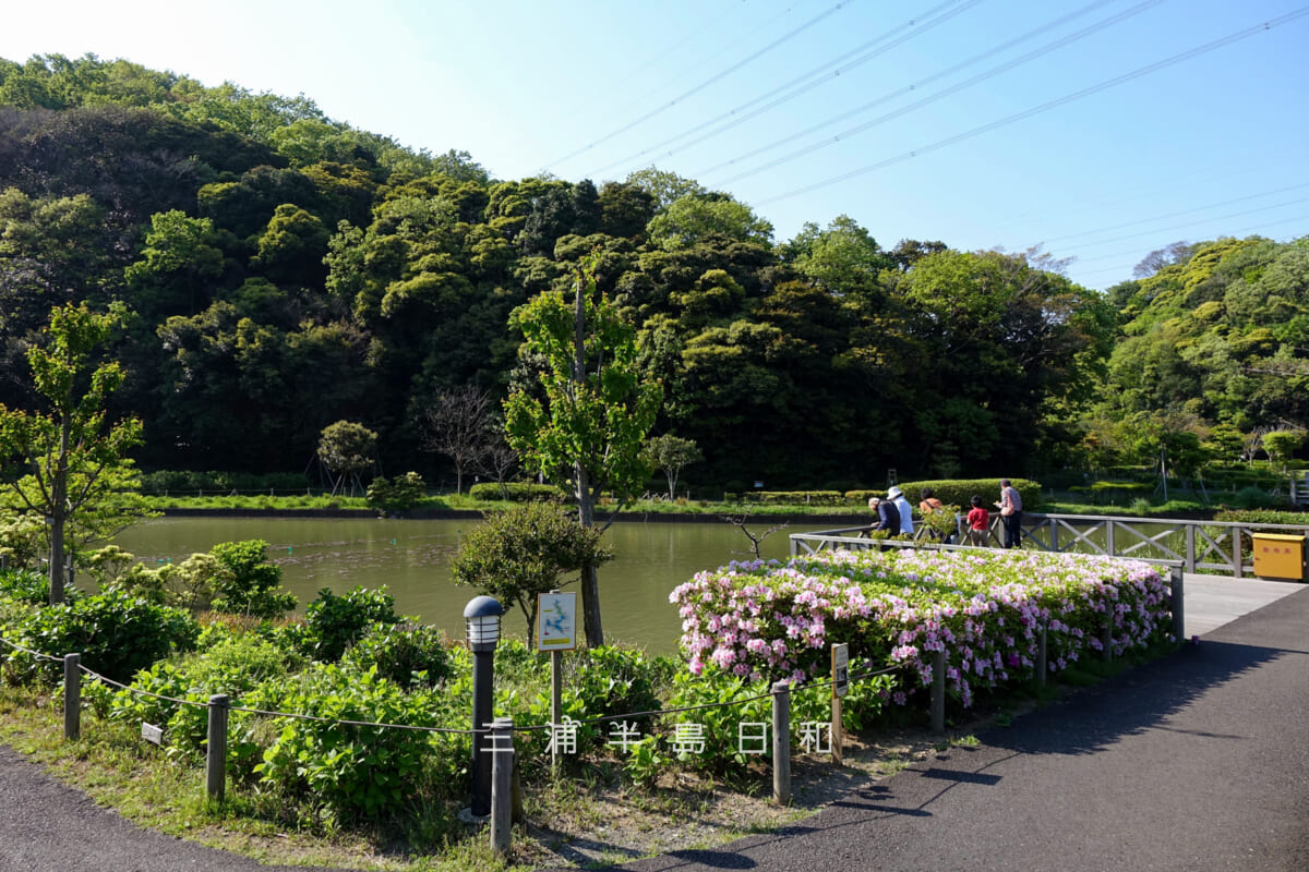 光の丘水辺公園・四季の池の展望デッキ（撮影日：2015.04.26）