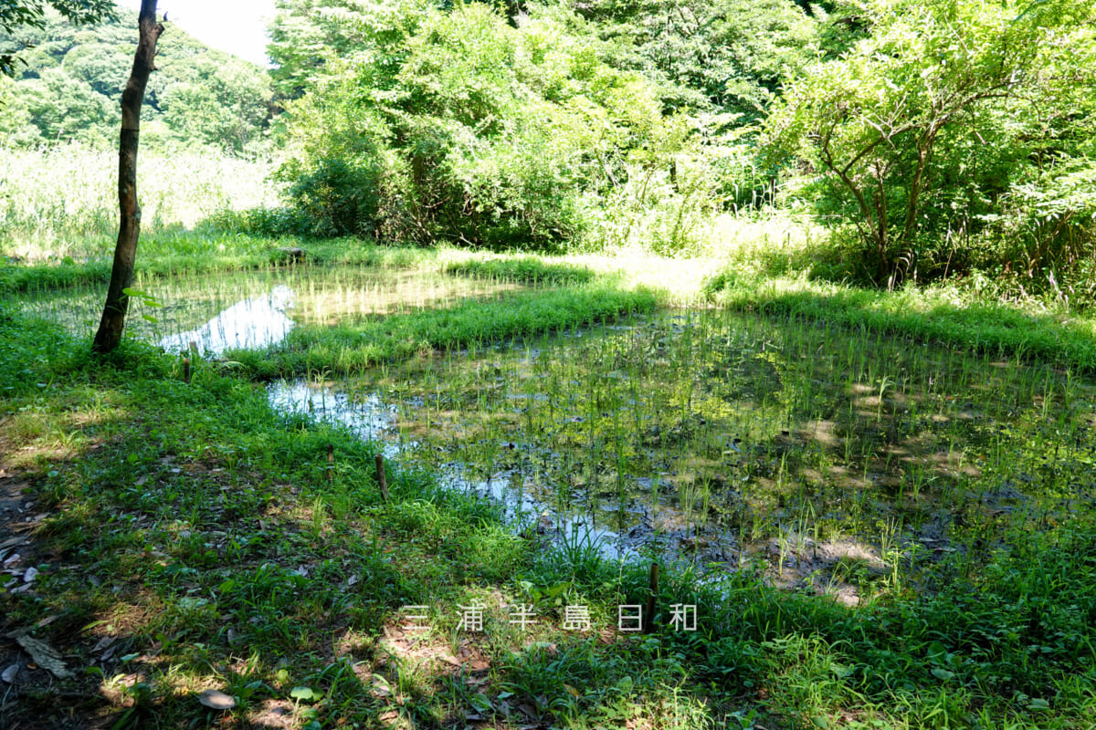 光の丘水辺公園・聖なる池の水田（撮影日：2025.06.27）