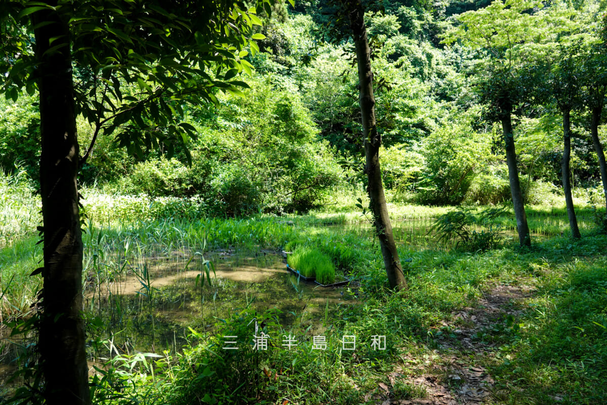 光の丘水辺公園・聖なる池（撮影日：2025.06.27）
