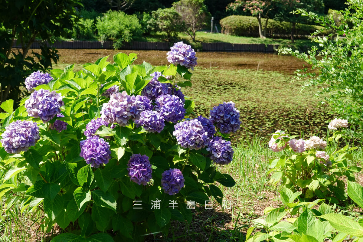 光の丘水辺公園・四季の池のほとりのあじさい（撮影日：2025.06.27）