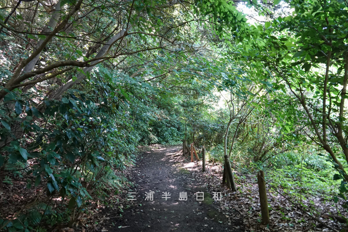 光の丘水辺公園・野鳥の池外周の園路（撮影日：2025.06.27）
