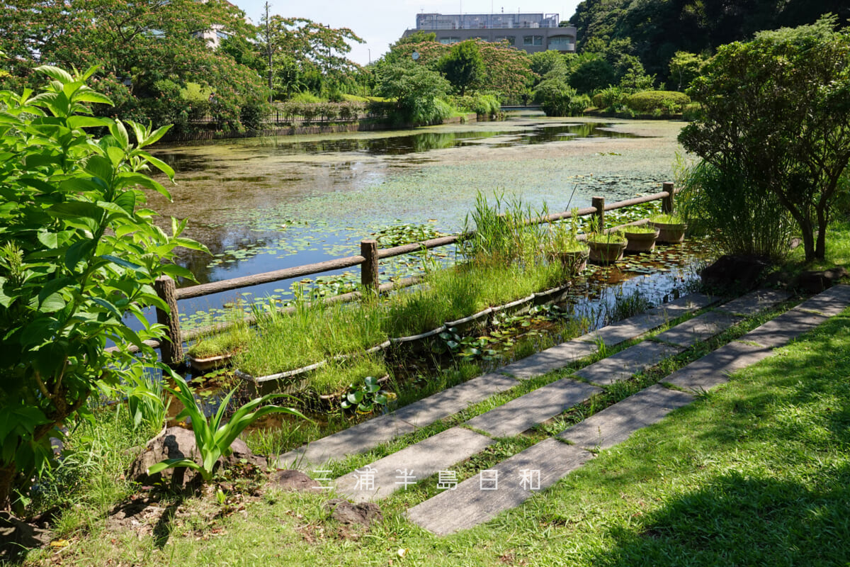 光の丘水辺公園・四季の池の親水護岸（撮影日：2025.06.27）