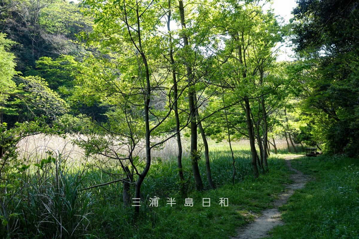 光の丘水辺公園・野鳥の池外周の園路（撮影日：2015.04.26）