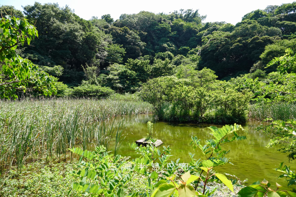 光の丘水辺公園・野鳥の池をゲート付近より望む（撮影日：2025.06.27）