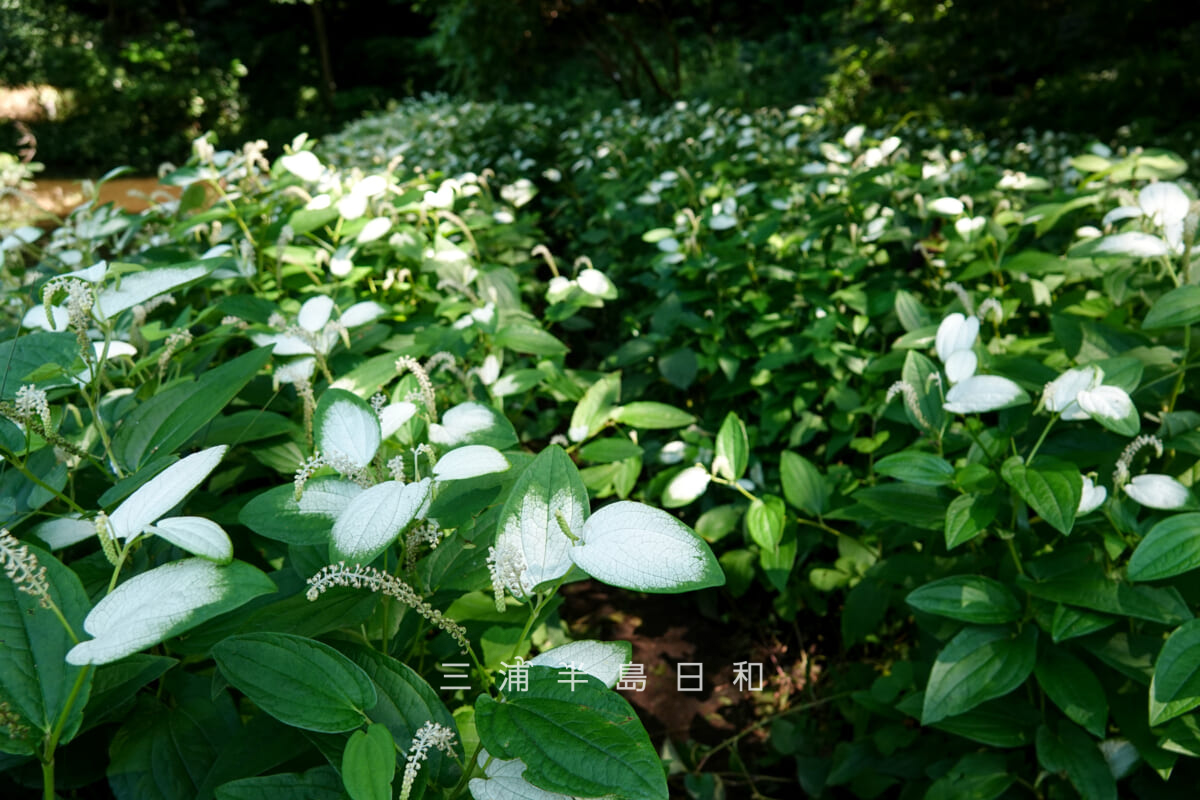光の丘水辺公園・聖なる池のハンゲショウ（半夏生）（撮影日：2025.06.27）