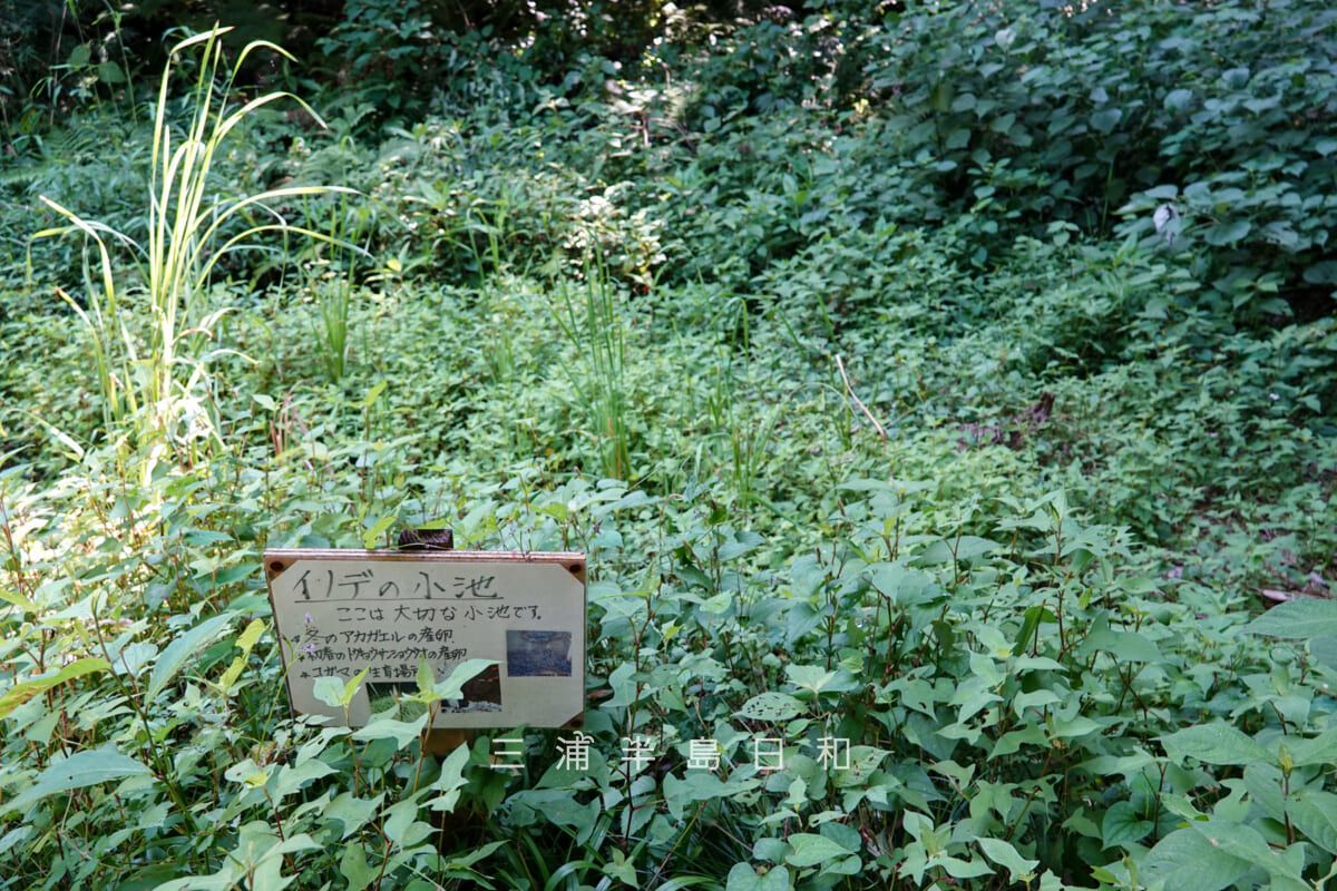 光の丘水辺公園・最奥の池横のイノデの小池（撮影日：2025.06.27）