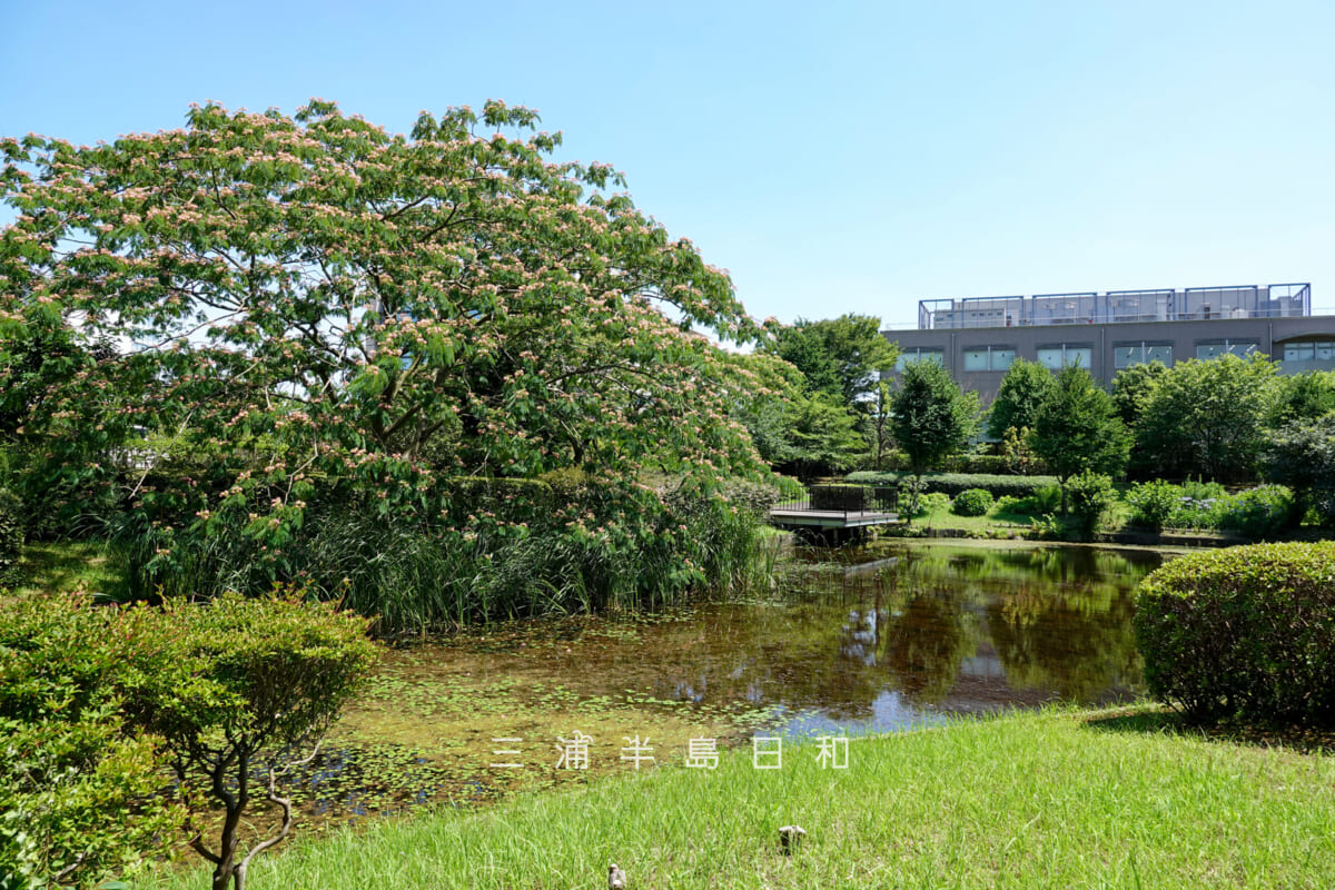 光の丘水辺公園・四季の池のほとりのネムノキ（撮影日：2025.06.27）