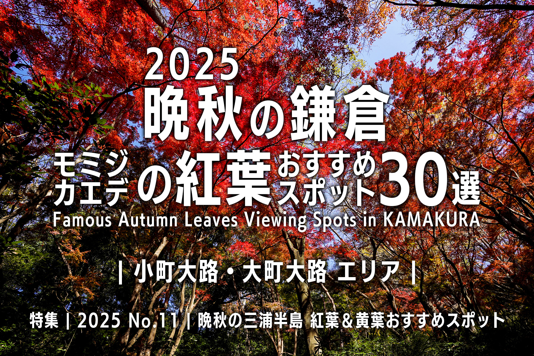 【2025 No.11】特集 | 晩秋の鎌倉・モミジの紅葉-小町大路・大町大路