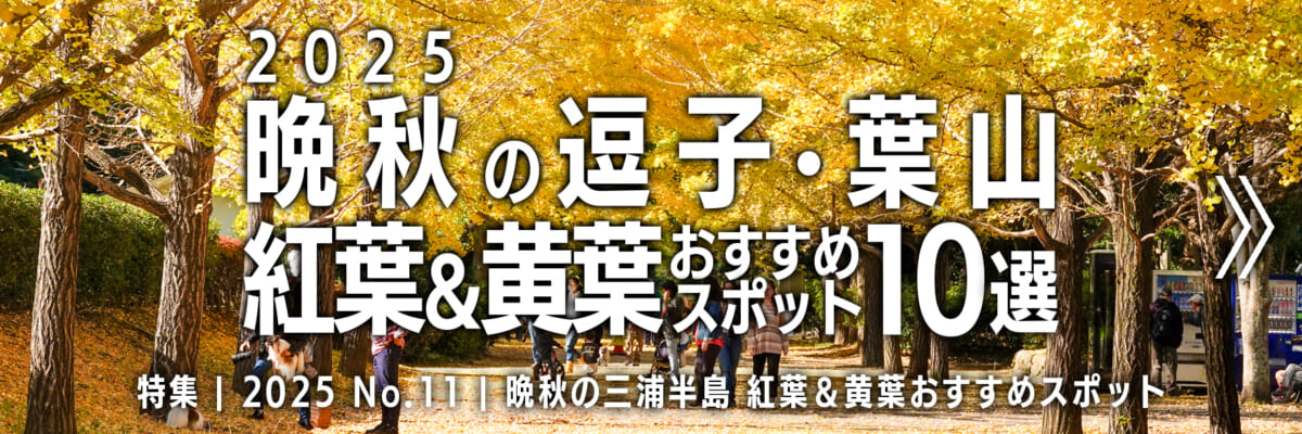 【2025 No.11】特集 | 晩秋の逗子葉山・紅葉＆黄葉