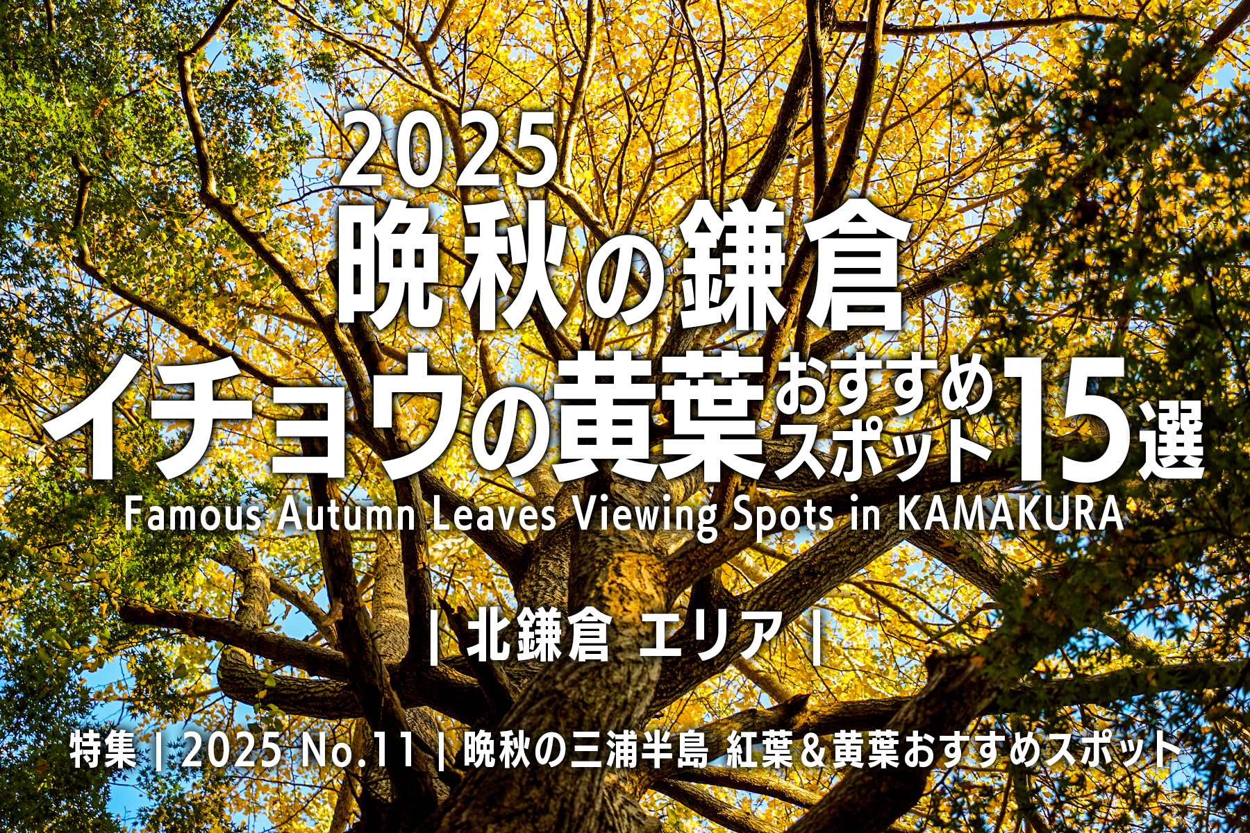 【2025 No.11】特集 | 晩秋の鎌倉・イチョウの黄葉-北鎌倉