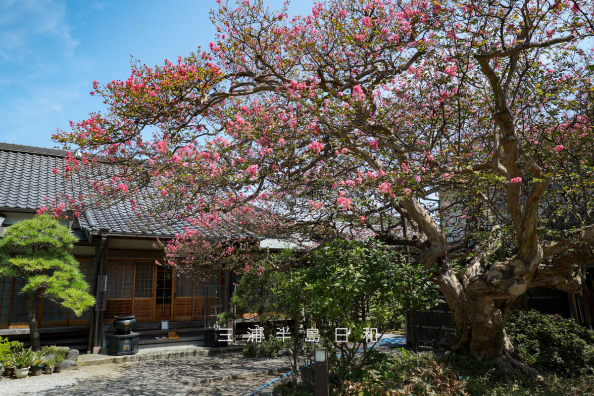 補陀洛寺(竜巻寺)・本堂前の百日紅(サルスベリ)(撮影日:2025.08.29)