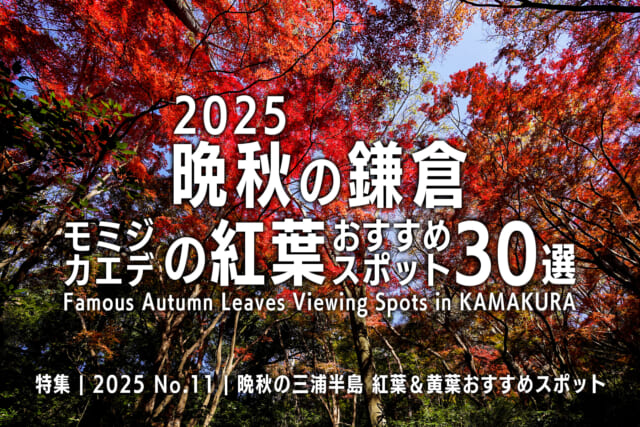 【2025 No.11】特集 | 晩秋の鎌倉・モミジの紅葉