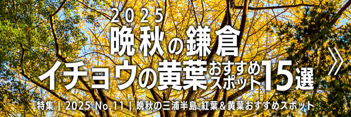 【2025 No.11】特集 | 晩秋の鎌倉・イチョウの黄葉