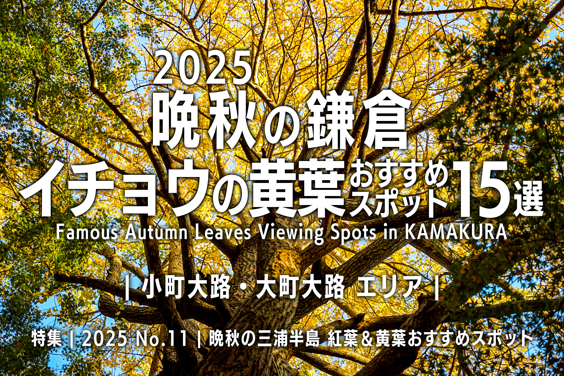 【2025 No.11】特集 | 晩秋の鎌倉・イチョウの黄葉-小町大路・大町大路
