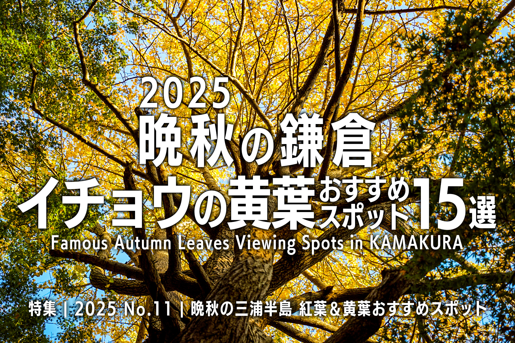 【2025 No.11】特集 | 晩秋の鎌倉・イチョウの黄葉