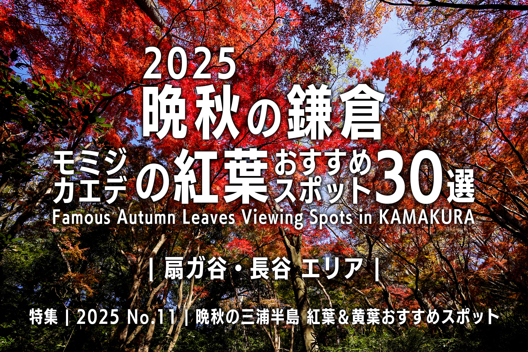 【2025 No.11】特集 | 晩秋の鎌倉・モミジの紅葉-扇ガ谷・長谷