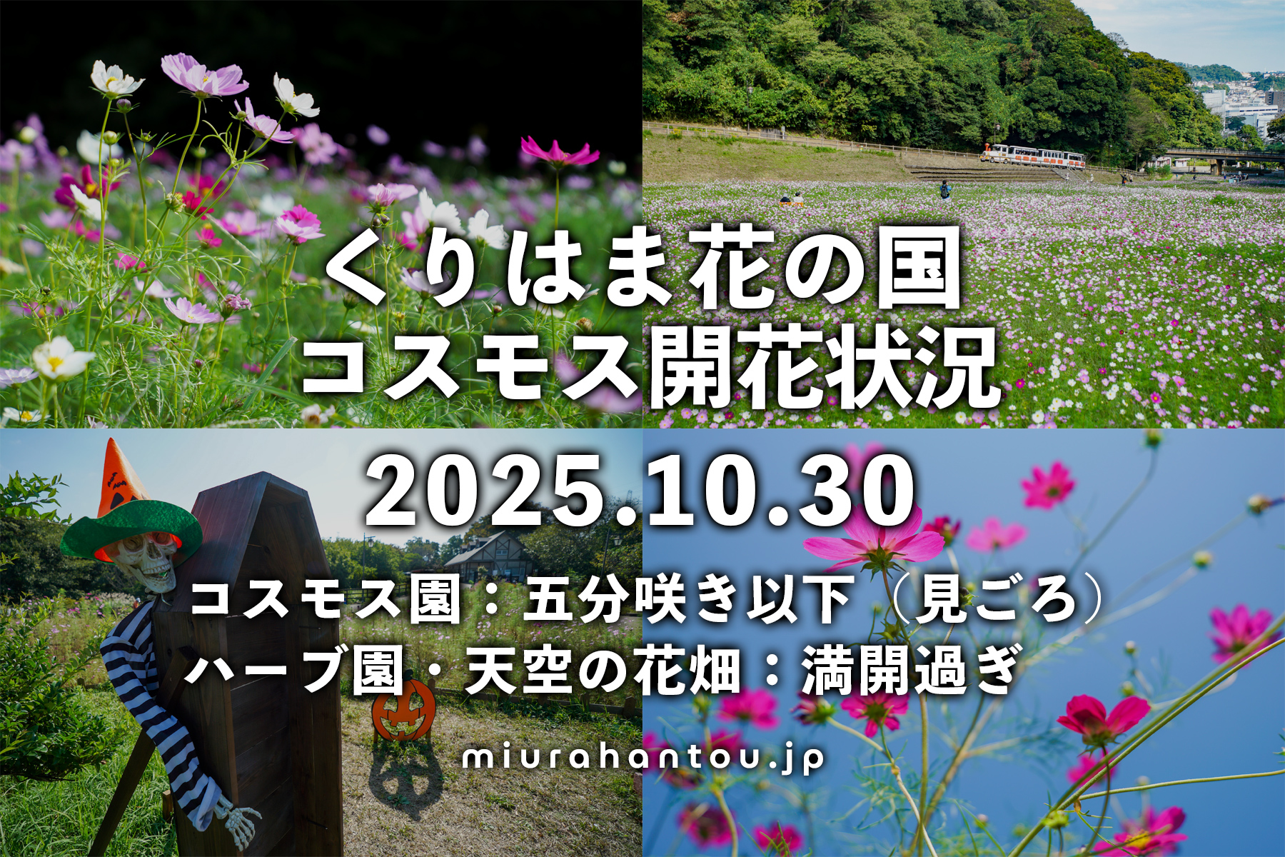 くりはま花の国・コスモス開花状況（撮影日：2025.10.30）