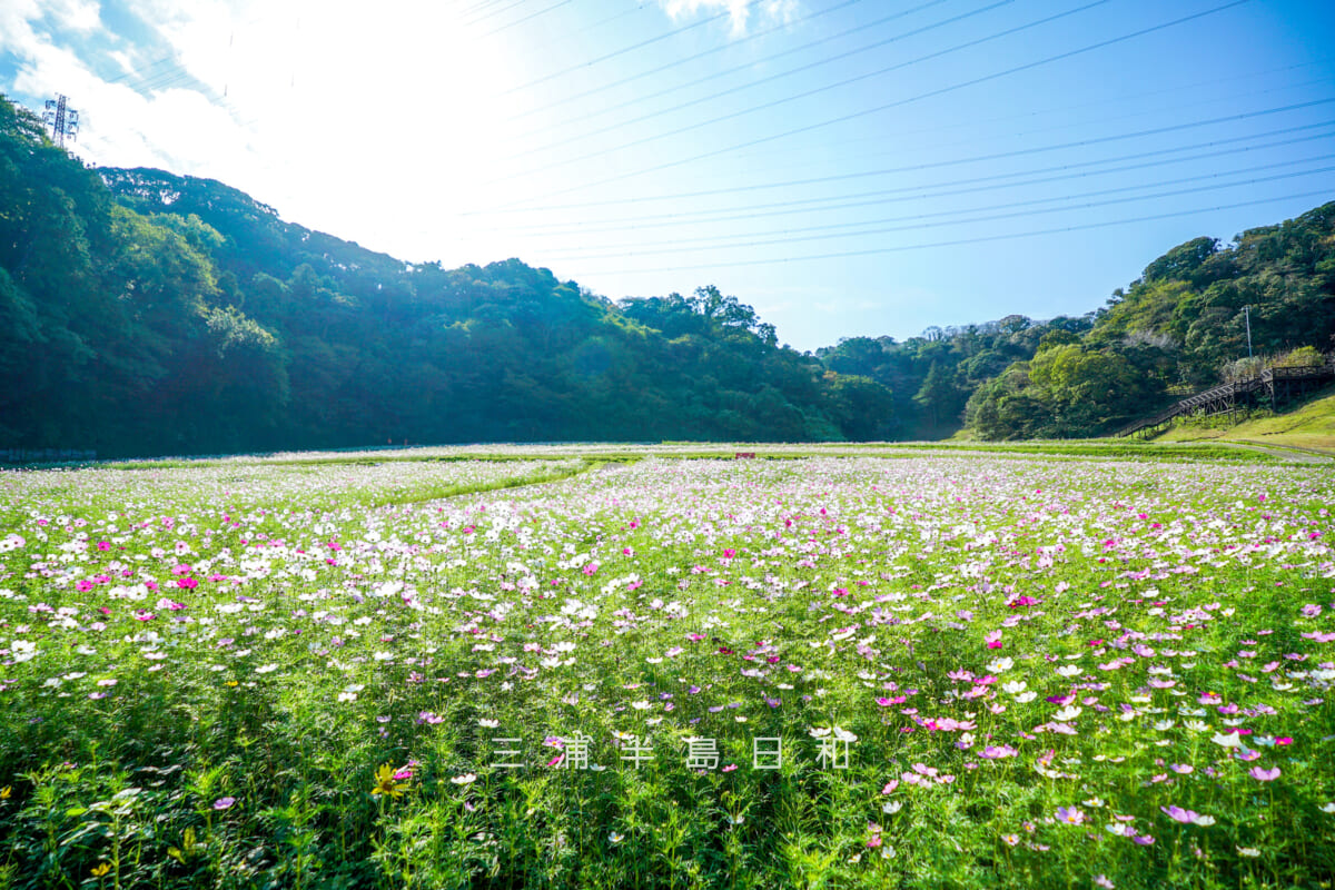 くりはま花の国-コスモス園・全景(入口側から望む)(撮影日:2025.10.30)