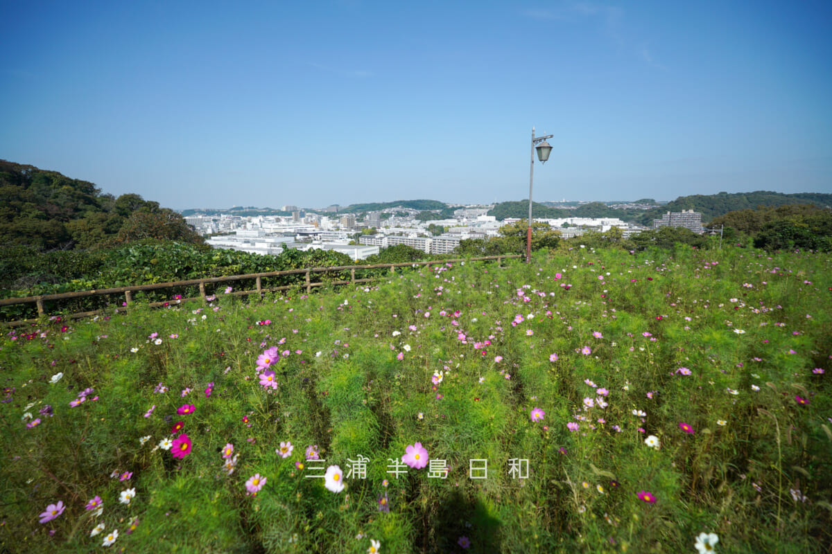 くりはま花の国-ハーブ園・天空の花畑のコスモス(撮影日:2025.10.30)