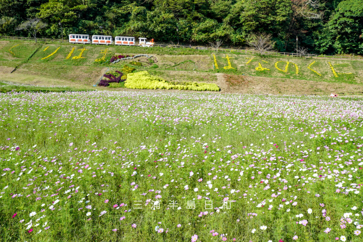 くりはま花の国・コスモス園よりフラワートレインを望む(撮影日:2025.10.30)