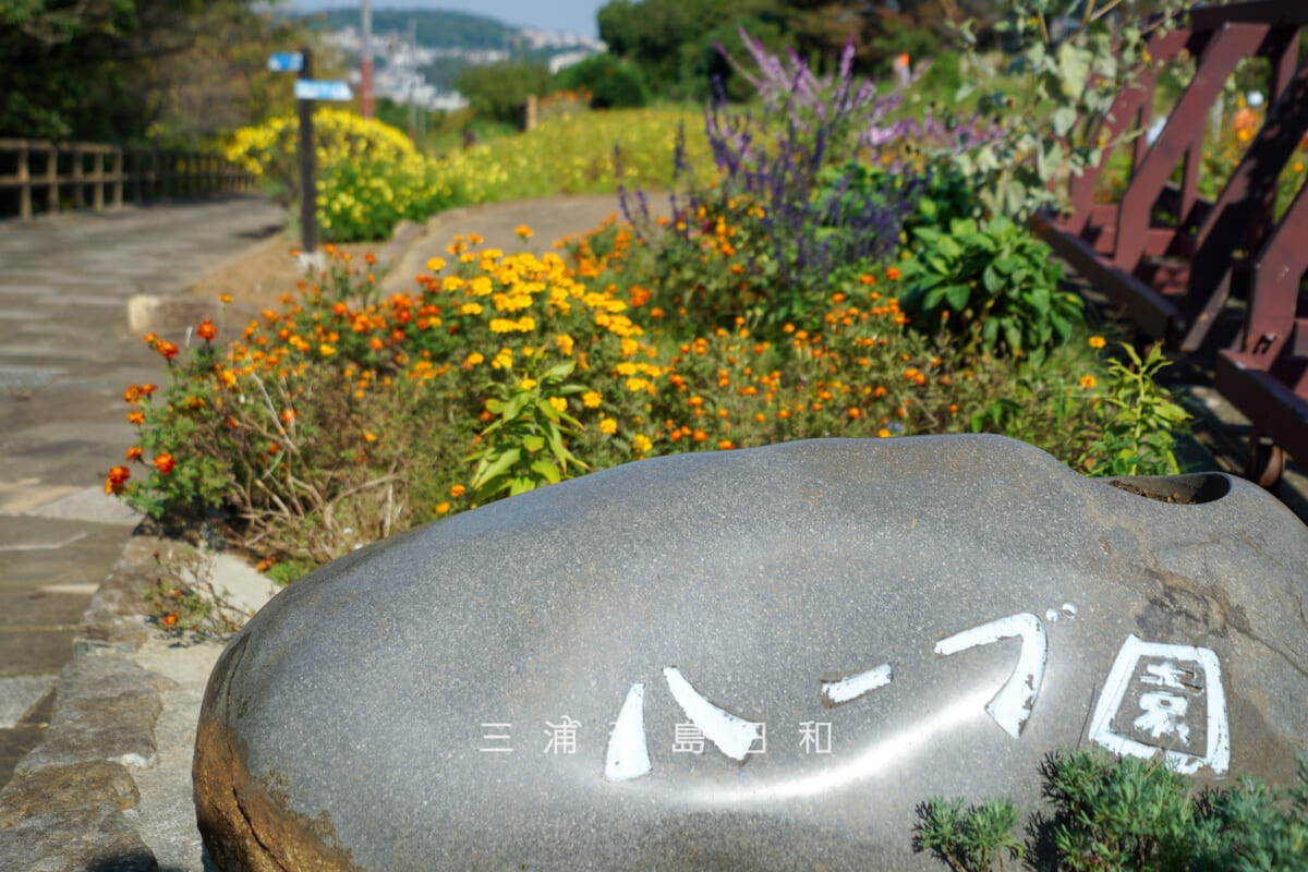 くりはま花の国-ハーブ園・入口の花壇(撮影日:2025.10.30)