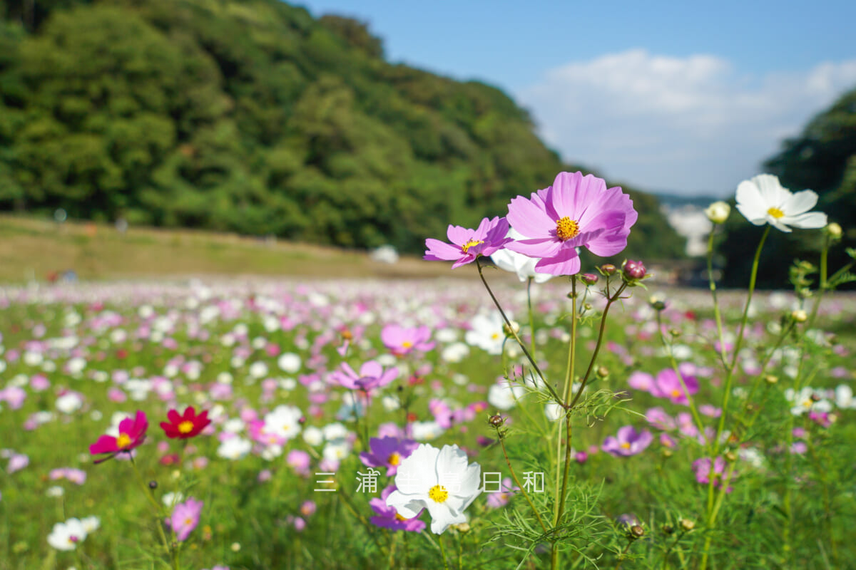 くりはま花の国-コスモス園・中央付近の色とりどりのコスモス(センセーション)(撮影日:2025.10.30)