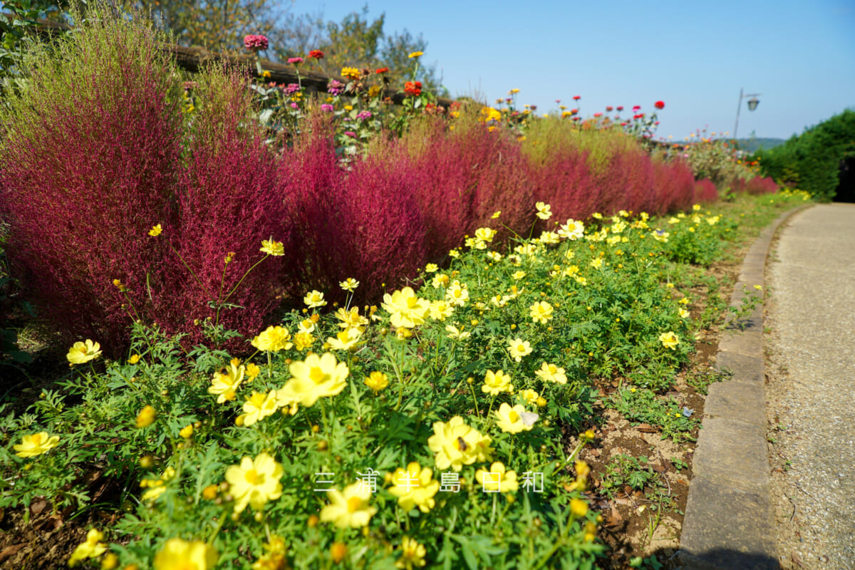 くりはま花の国-ハーブ園・園路のコスモス(レモンブライト)、コキア、ジニア(撮影日:2025.10.30)