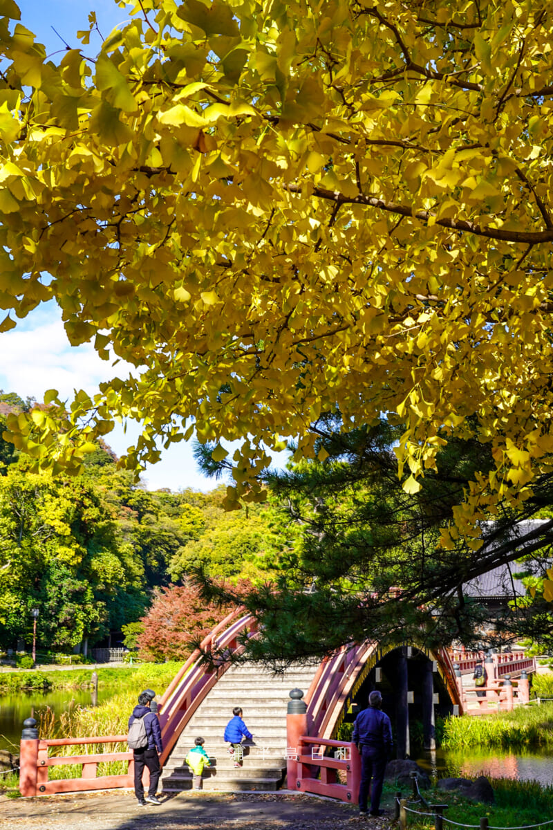 称名寺・イチョウの黄葉と反橋(撮影日:2025.11.19)