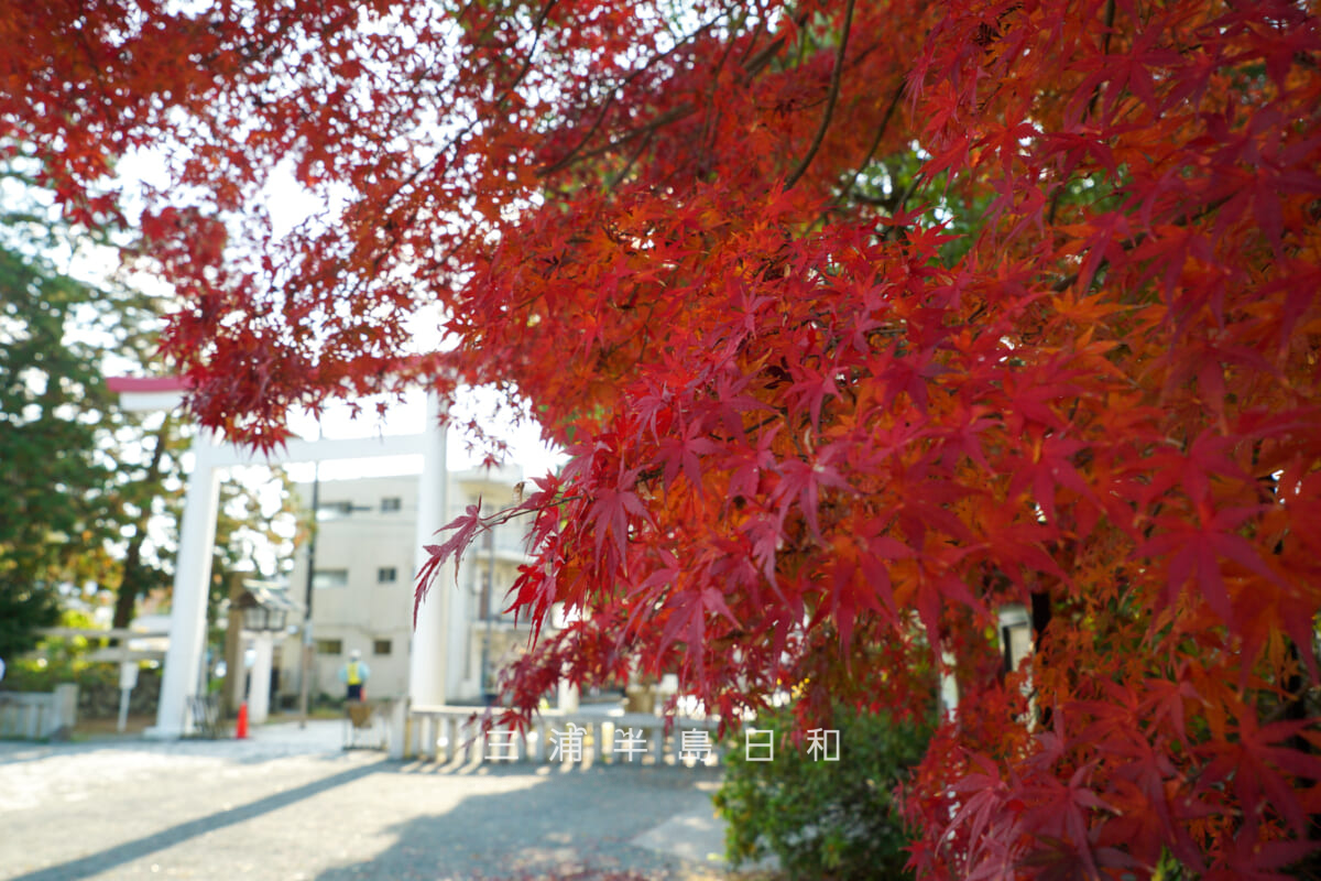 鎌倉宮(大塔宮)・鳥居近くの紅葉(撮影日:2025.11.28)