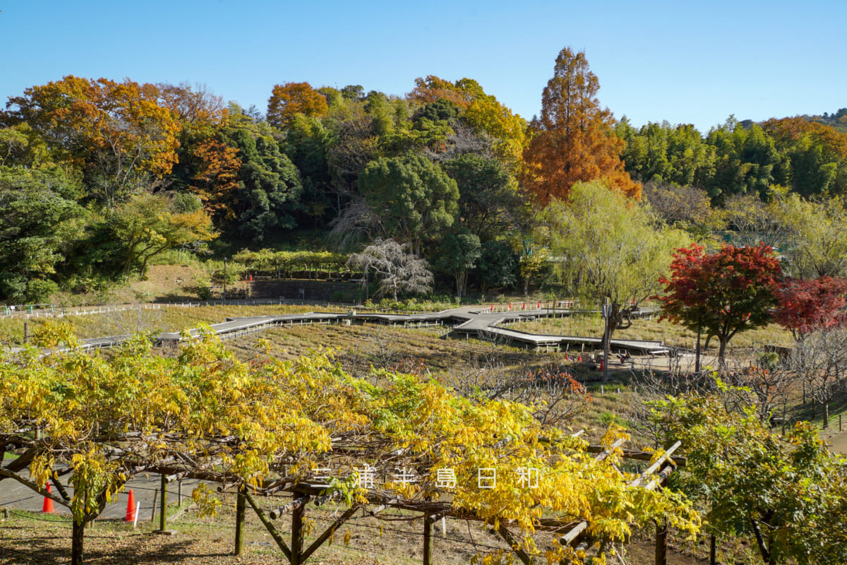 横須賀しょうぶ園・ふじ苑側の園内の紅葉(撮影日:2025.11.28)