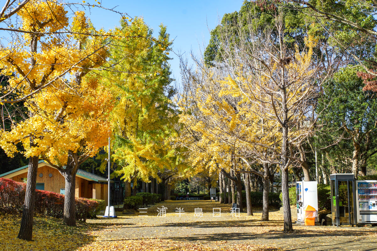 南郷上ノ山公園・イチョウ並木中央付近より入口方面を望む(撮影日:2025.11.28)