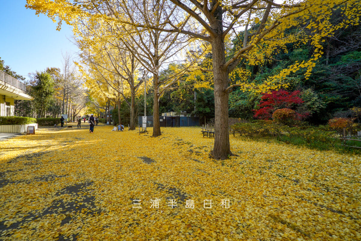 南郷上ノ山公園・イチョウの落葉の絨毯(撮影日:2025.11.28)