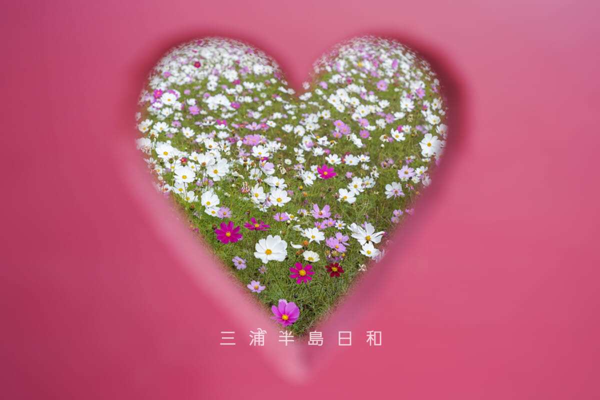 くりはま花の国-コスモス園・ベンチ越しにセンセーションを望む（撮影日：2025.11.19）