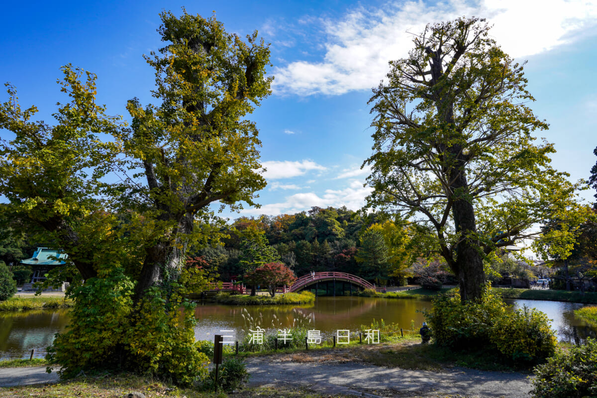 称名寺・剪定された県立金沢文庫側の大銀杏(撮影日:2025.11.19)