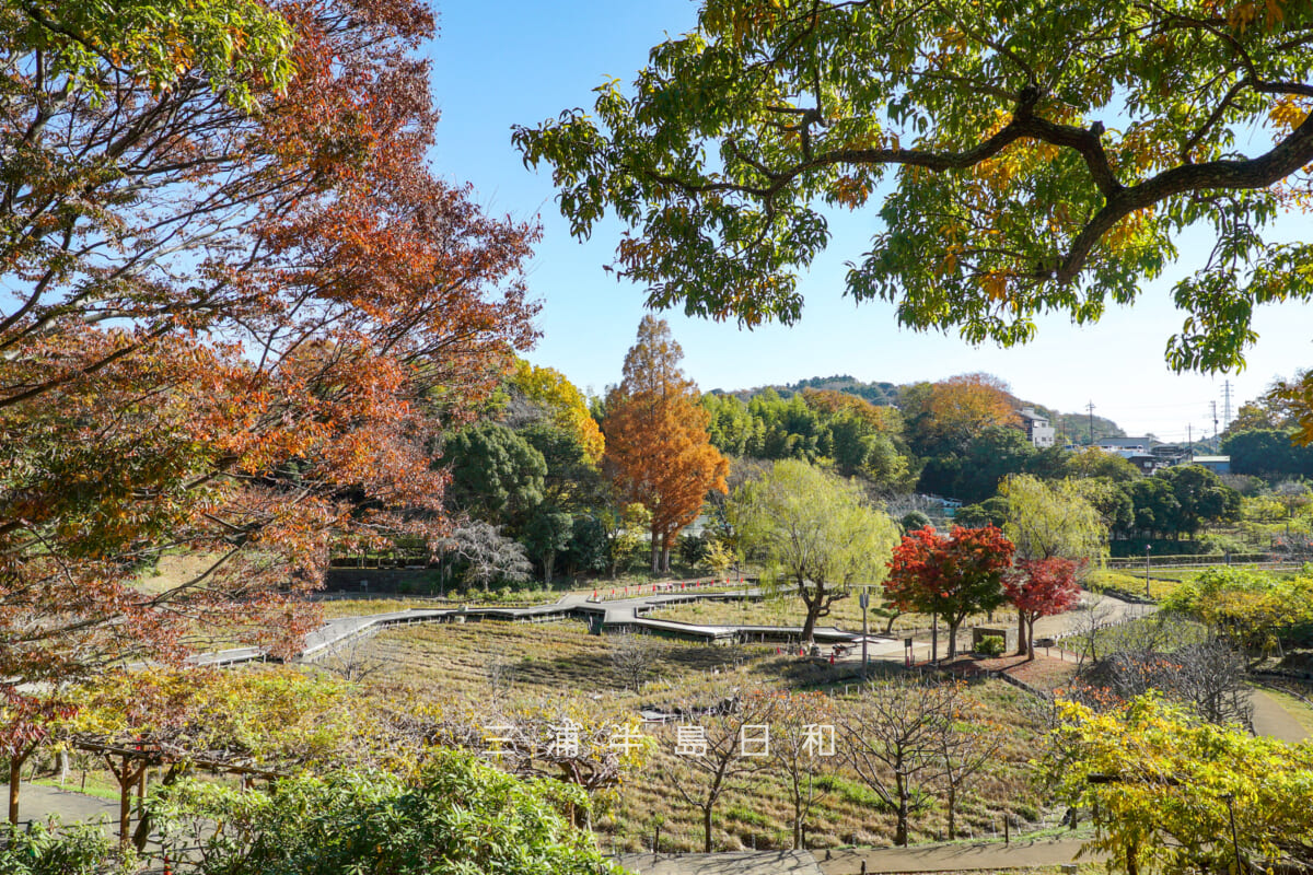 横須賀しょうぶ園・さまざまな色の紅葉が入り混じるふじ苑側の園内(撮影日:2025.11.28)
